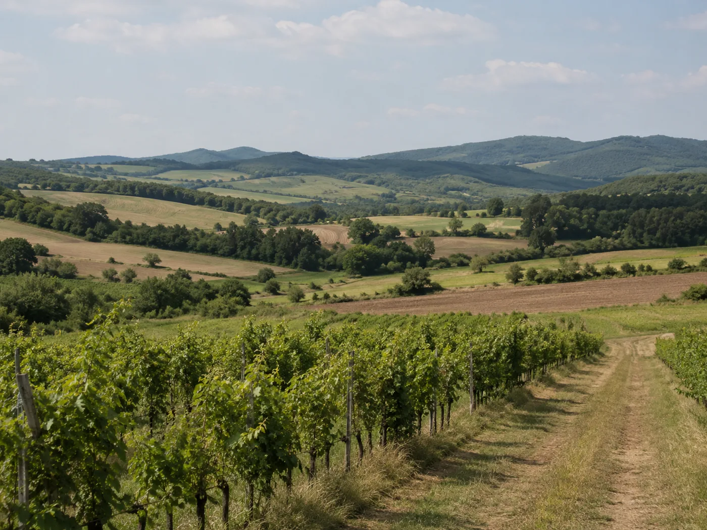 Vinograd sa redovima čokota i brežuljkastim zaleđem